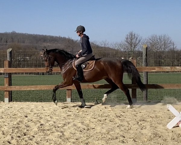 Pferd Dior CR (Holsteiner, 2018, von Dinken)
