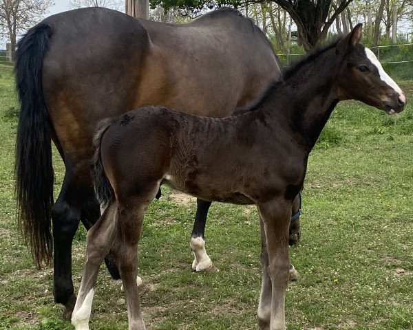 Pferd Chez Jay (Holsteiner, 2022, von Chezarro)