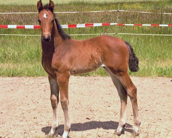 horse Leroy 143 (Bavarian, 2002, from Leardo)