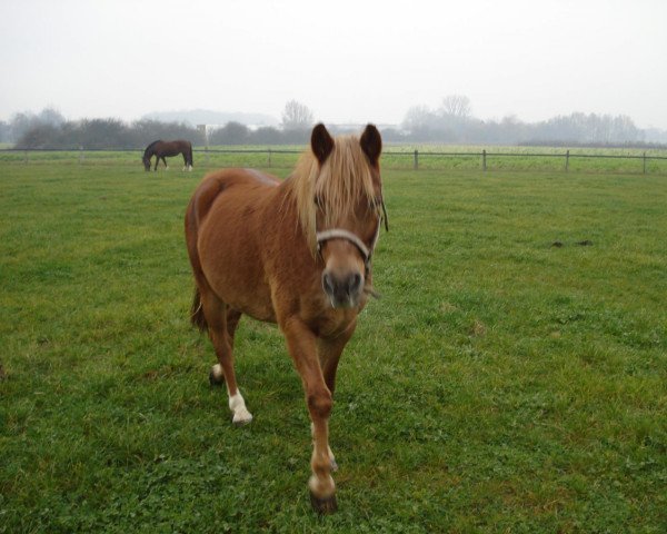 Dressurpferd Candy (Deutsches Reitpony, 2001, von Claus)