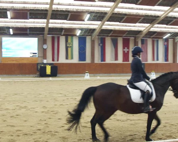 Reitturnier Weikersdorf am Steinfelde 2022