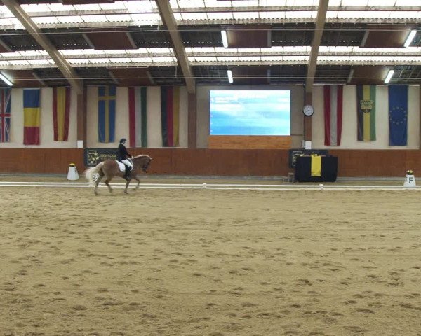 Reitturnier Weikersdorf am Steinfelde 2022
