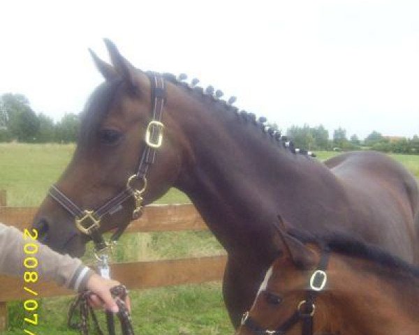 Zuchtstute Hatschi (Deutsches Reitpony, 2004, von Halifax)