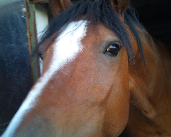 Pferd Mondrago 3 (Deutsches Reitpony, 2000, von Mac Namara)