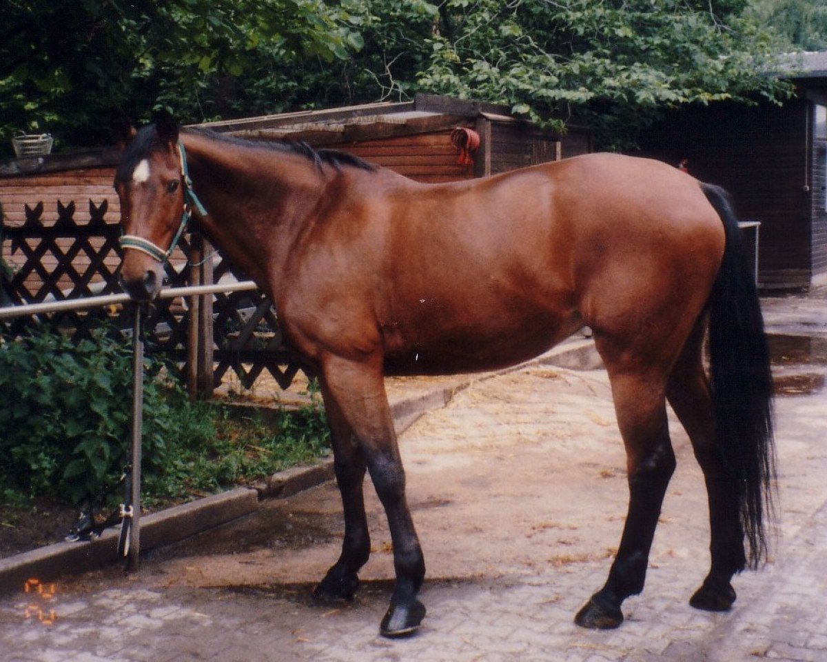 Pferd Lorelei 37 (Edles Warmblut, 1983, von Dorado 2699)
