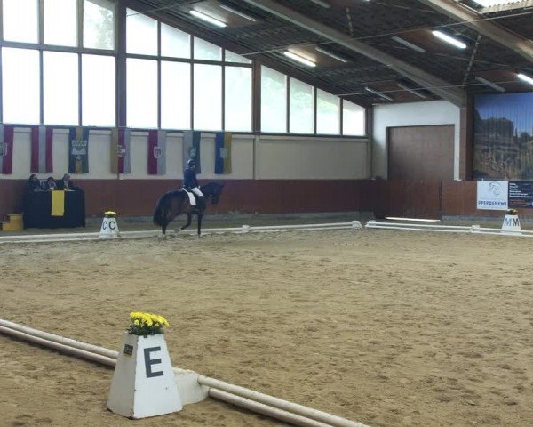 Reitturnier Weikersdorf am Steinfelde 2022