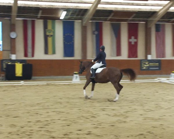 Reitturnier Weikersdorf am Steinfelde 2022