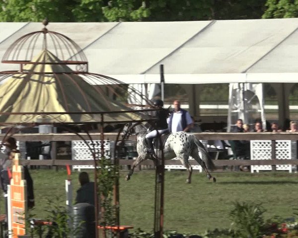 Reitturnier Meppen 2022