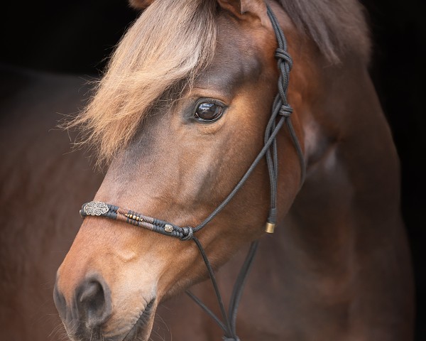 stallion Silver Fizz Z (Zangersheide riding horse, 2019, from Sir Cisco 2)