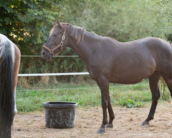 broodmare Paradoxite MD (German Warmblood, 2014, from Fantastic) broodmare Paradoxite MD (German Warmblood, 2014, from Fantastic)