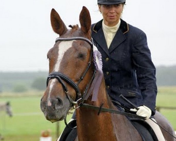 Dressurpferd Madras 107 (Edles Warmblut, 1990, von Midas xx 1434)