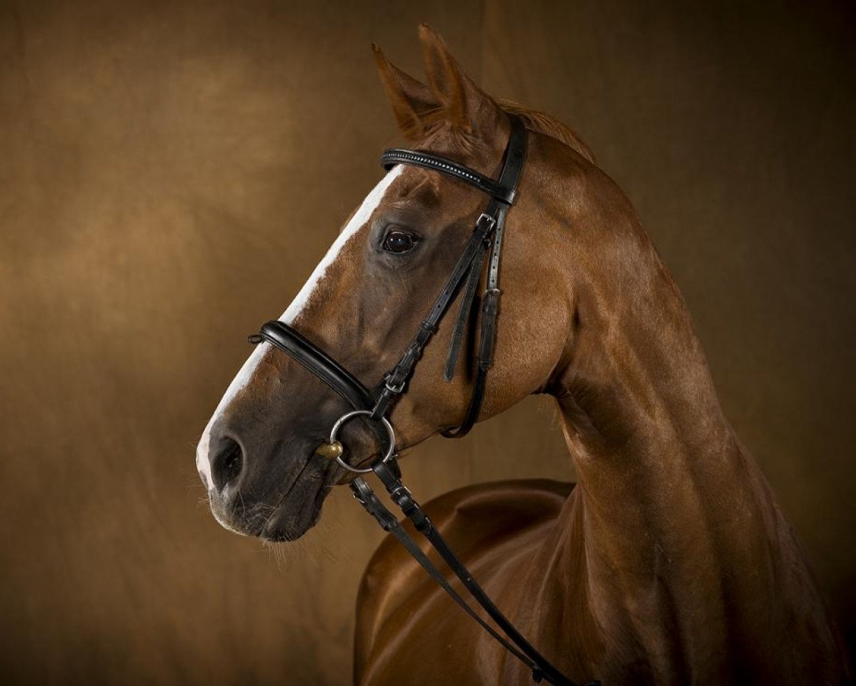broodmare Acapella (Rhinelander, 1991, from Admiral)