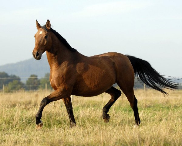 Pferd Portino 2 (Trakehner, 1990, von Kopernikus (ex Kontrakt))