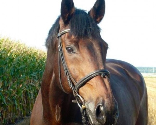horse Chicago 31 (Holsteiner, 1994, from Calando IV)
