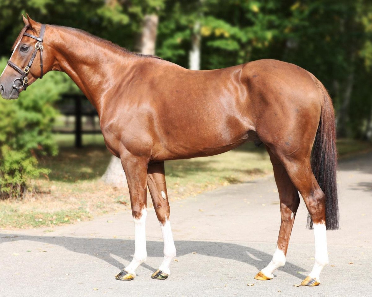stallion Adlerflug xx (Thoroughbred, 2004, from In The Wings xx)