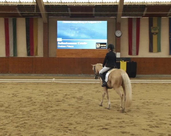 Reitturnier Weikersdorf am Steinfelde 2022