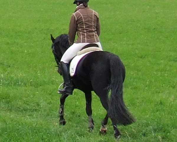 broodmare Lluvia en Verrano K (German Riding Pony, 2000, from Langar) broodmare Lluvia en Verrano K (German Riding Pony, 2000, from Langar)