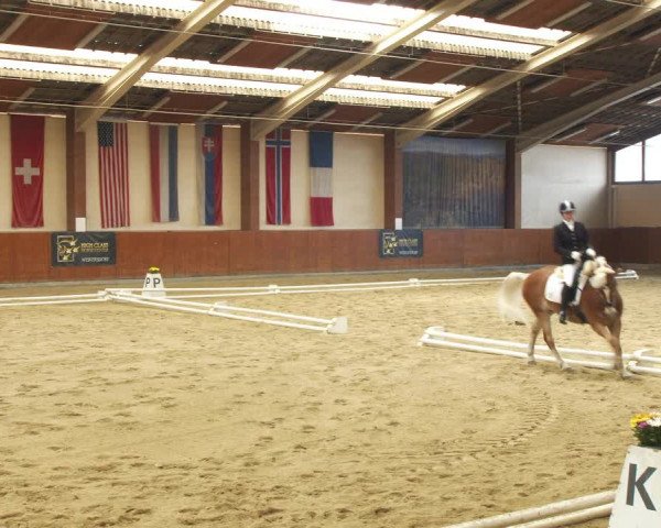 Reitturnier Weikersdorf am Steinfelde 2022