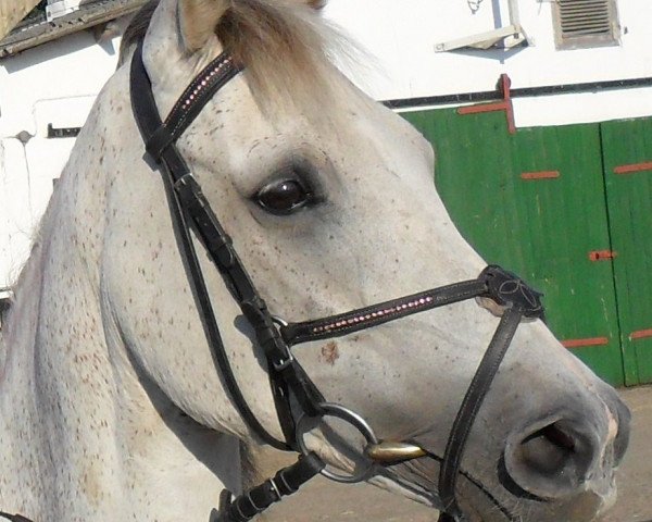 Zuchtstute Kaiser Glöckchen (Deutsches Reitpony, 1998, von Kaiserwalzer)