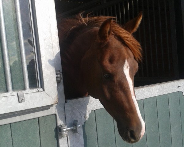 Pferd Spirit (Deutsches Reitpony, 2007, von Special Dream TCF)
