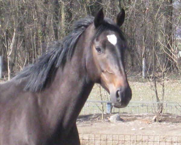 Zuchtstute Plain Chocolate (Westfale, 2004, von Potsdam)