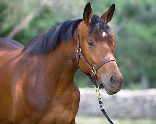 broodmare I-Lavinia (Holsteiner, 1994, from Lavall I)