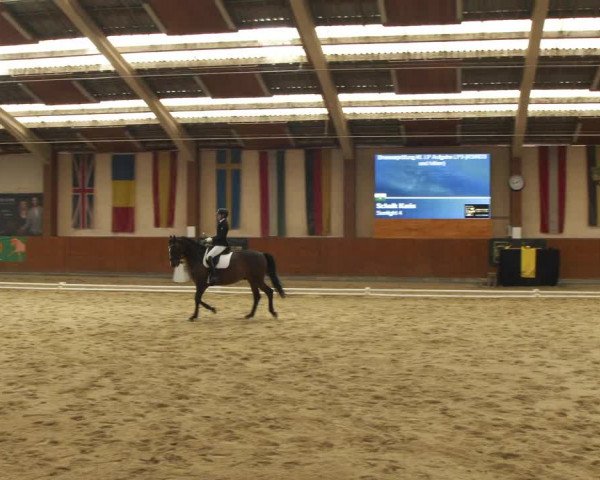 Reitturnier Weikersdorf am Steinfelde 2022