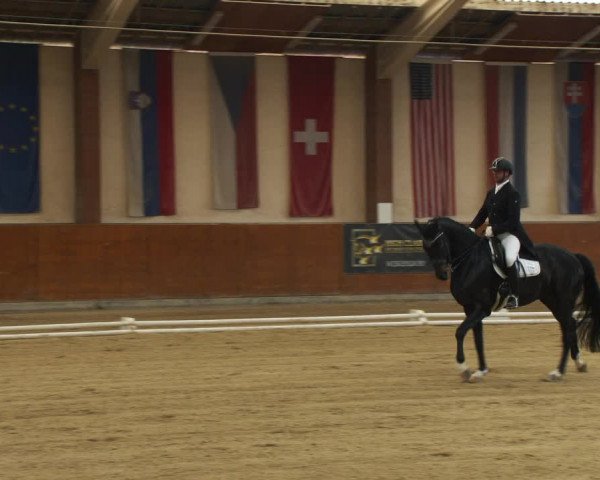 Reitturnier Weikersdorf am Steinfelde 2022