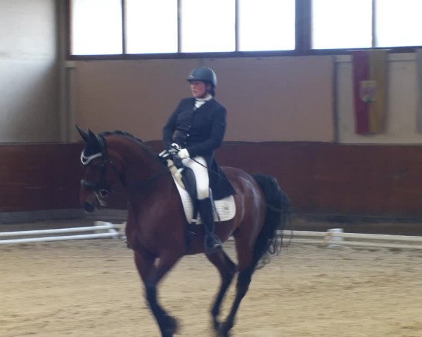Reitturnier Weikersdorf am Steinfelde 2022