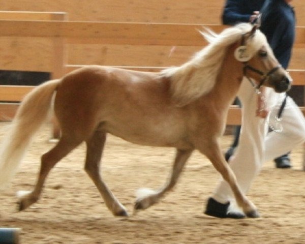 broodmare Uppsala (Dt.Part-bred Shetland pony, 2007, from Ramiro)