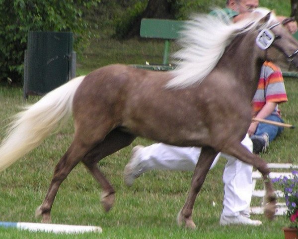 Zuchtstute Hella (Dt.Part-bred Shetland Pony, 2000, von Brio) Zuchtstute Hella (Dt.Part-bred Shetland Pony, 2000, von Brio)