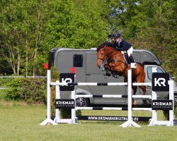 jumper Nice 8 (Zangersheide riding horse, 2012, from Numero Uno)