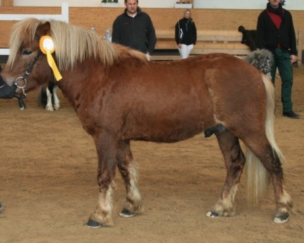 Pferd Joslehofs Kuba Libre (Shetland Pony, 2010, von Karino)