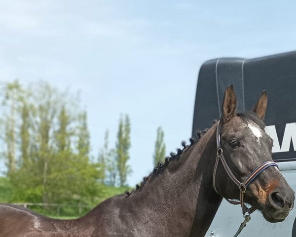 horse Riva di Cella (Hanoverian, 2001, from Riccione)