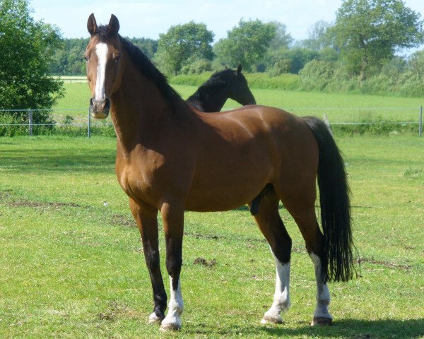 horse Clausewitz HC (Holsteiner, 1992, from Corleone) horse Clausewitz HC (Holsteiner, 1992, from Corleone)