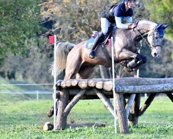 Pferd Azur du Castéras (Anglo-Araber, 2010, von Hoggar Mail)