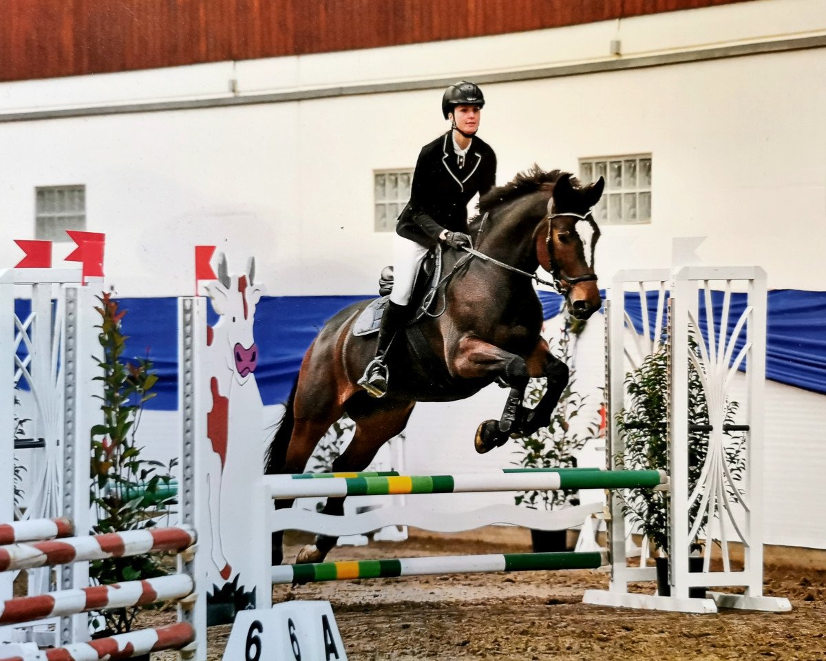 Springpferd Patience (Österreichisches Warmblut, 2010, von Unbekannt AT)
