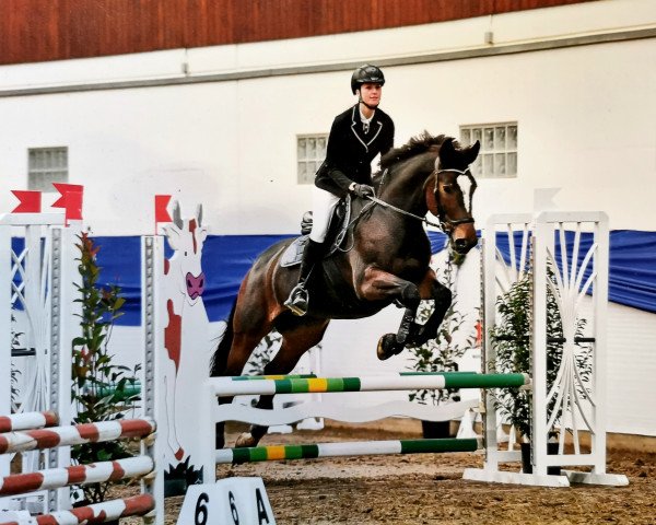 jumper Patience (Austrian Warmblood, 2010, from Unbekannt AT)