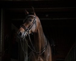 dressage horse Quäntchen Glück 7 (Hanoverian, 2009, from Quaterback)