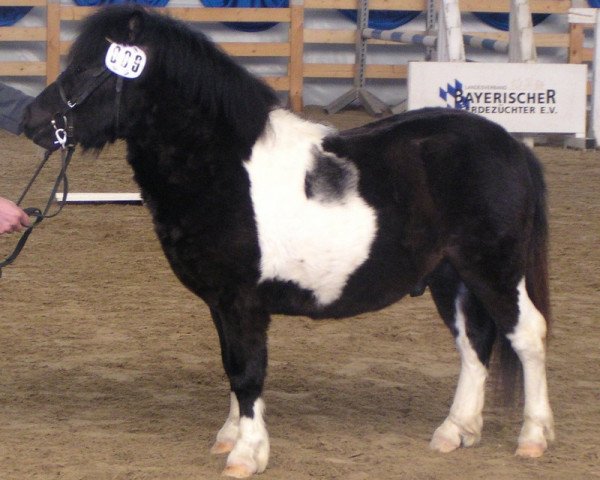 horse Boy (Shetland Pony, 2003, from Holsteins Bonavista)