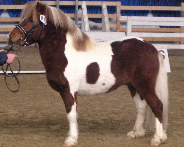 horse Boomer (Shetland Pony, 2003, from Holsteins Bonavista)