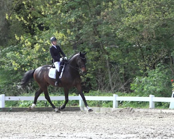 Reitturnier Meppen 2022