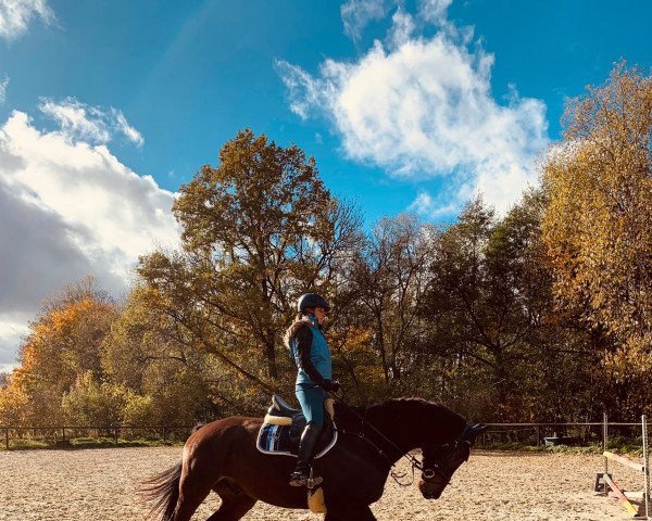 horse Aliou le beau (Westphalian, 2017, from A La Carte NRW)