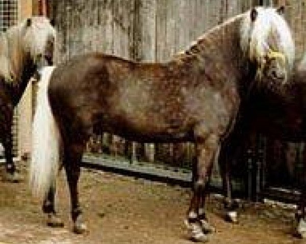 stallion Juwel (German Classic Pony, 1985, from Julius Caesar)