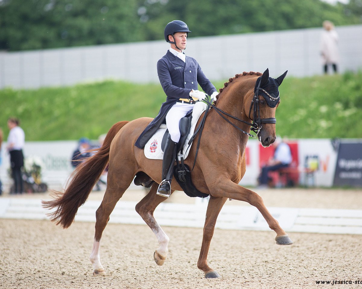 stallion Destacado FRH (Hanoverian, 2013, from Desperados FRH)