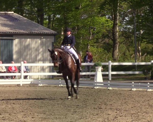 Reitturnier Mildstedt 2022