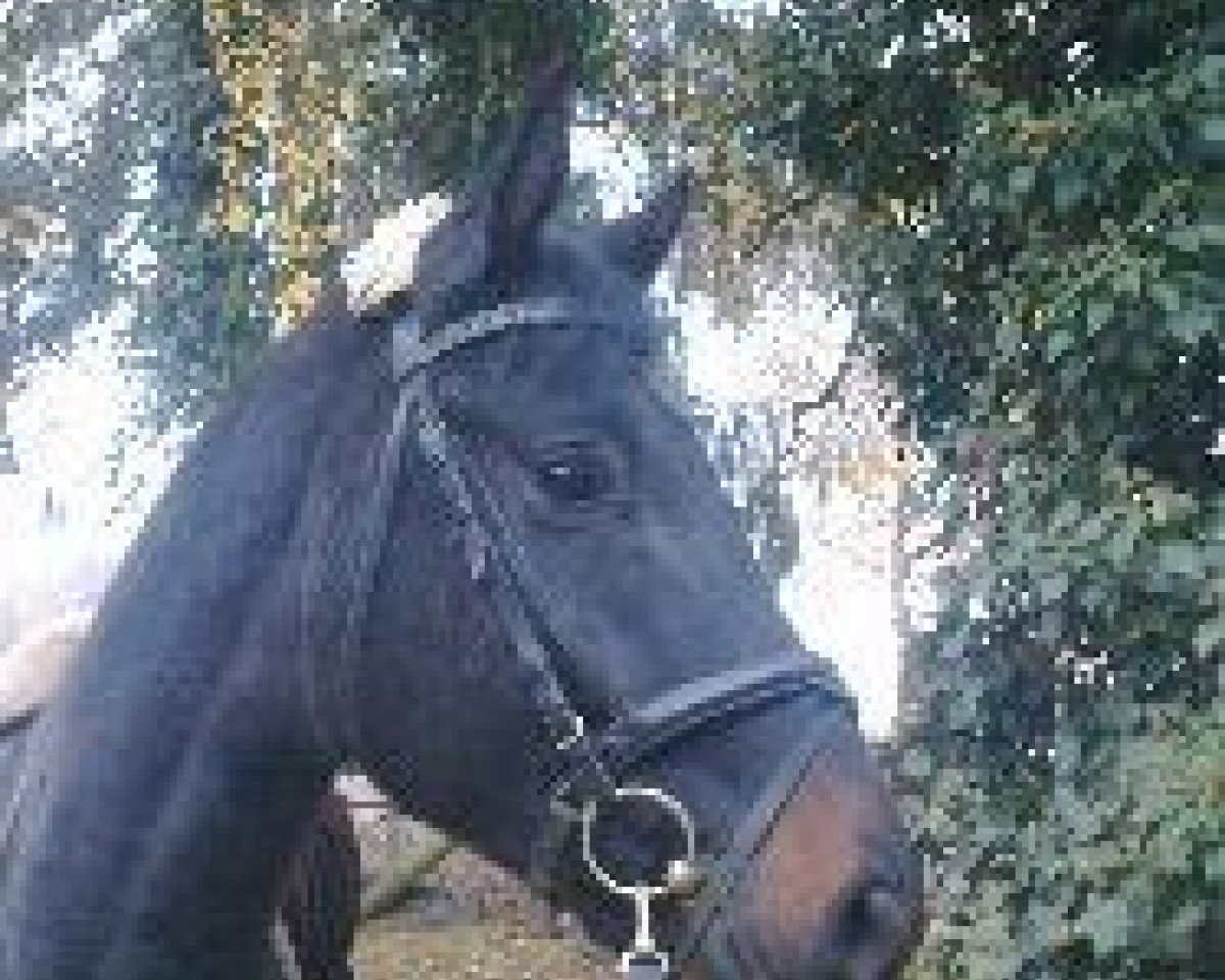 dressage horse S-Line 3 (Westphalian, 2009, from Sacre Coeur)