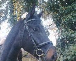 dressage horse S-Line 3 (Westphalian, 2009, from Sacre Coeur)