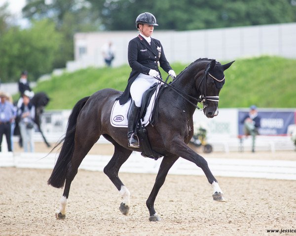 Dressurpferd Superb 2 (Hannoveraner, 2012, von Surprice)