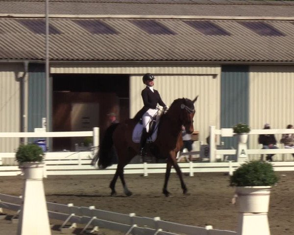 Reitturnier Mildstedt 2022